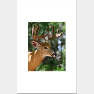 As smooth as velvet - White-tailed Deer Posters and Art